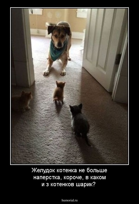 Желудок котенка не больше наперстка, короче, в каком и з котенков шарик?