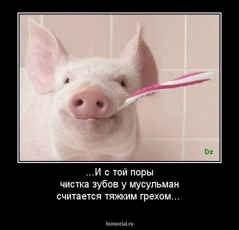 ...И с той поры чистка зубов у мусульман считается тяжким грехом...