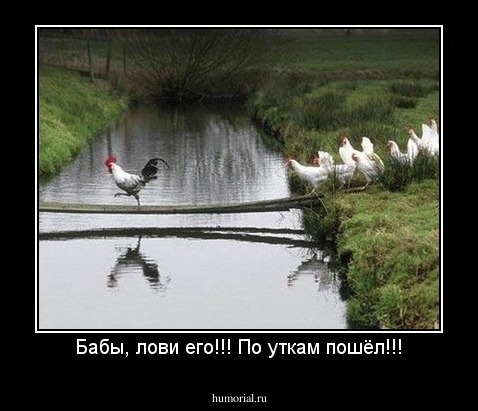Бабы, лови его!!! По уткам пошёл!!!