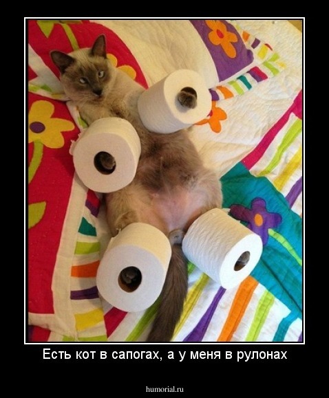 Есть кот в сапогах, а у меня в рулонах