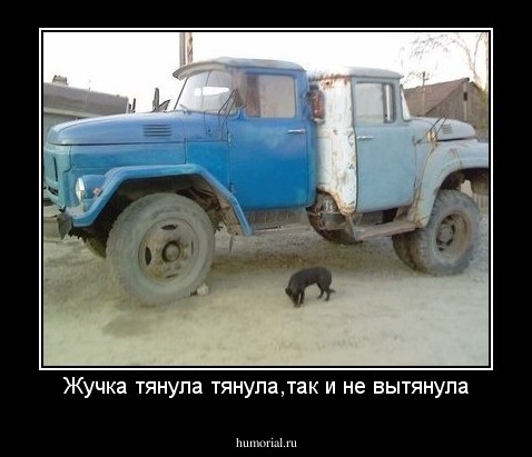 Жучка тянула тянула,так и не вытянула
