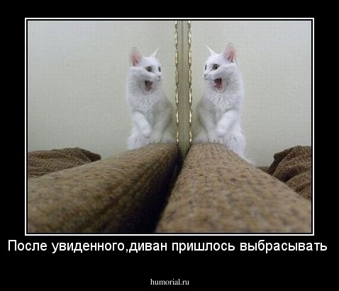 После увиденного,диван пришлось выбрасывать