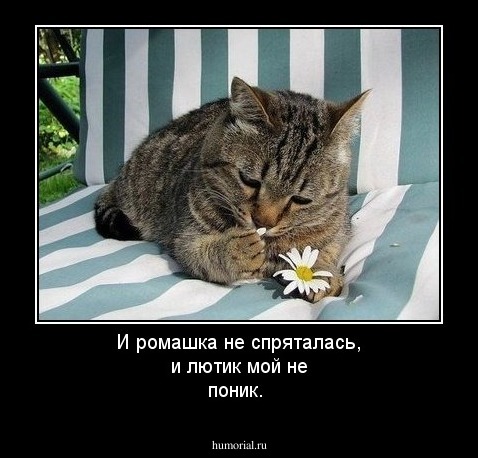 И ромашка не спряталась, и лютик мой не поник.