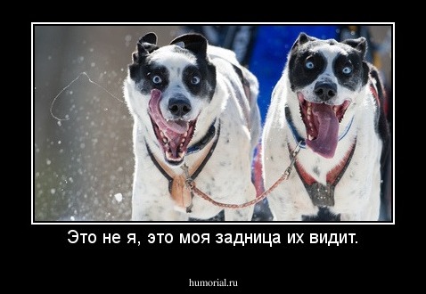 Это не я, это моя задница их видит.