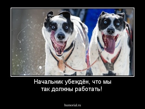 Начальник убеждён, что мы так должны работать!