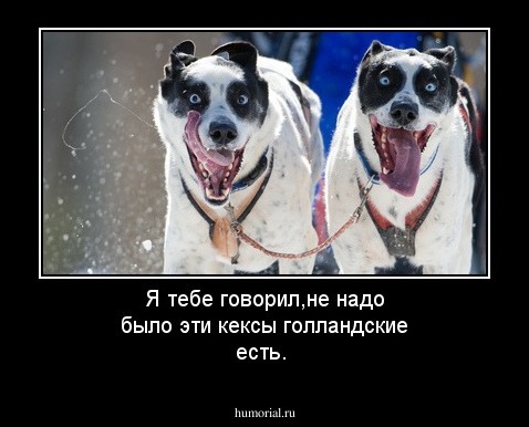 Я тебе говорил,не надо было эти кексы голландские есть.