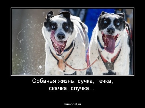 Собачья жизнь: сучка, течка, скачка, случка...