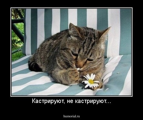 Кастрируют, не кастрируют...