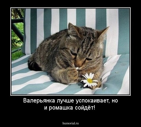 Валерьянка лучше успокаивает, но и ромашка сойдёт!