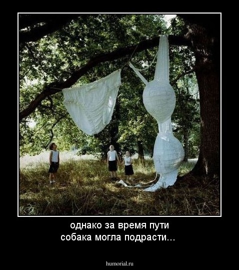 однако за время пути собака могла подрасти...