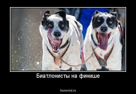 Биатлонисты на финише