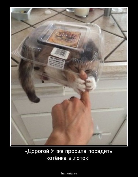 -Дорогой!Я же просила посадить котёнка в лоток!