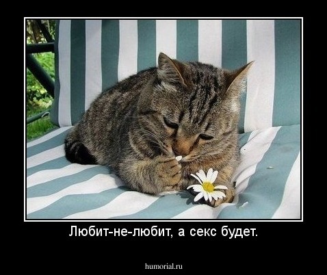 Любит-не-любит, а секс будет.