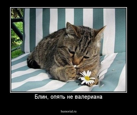 Блин, опять не валериана