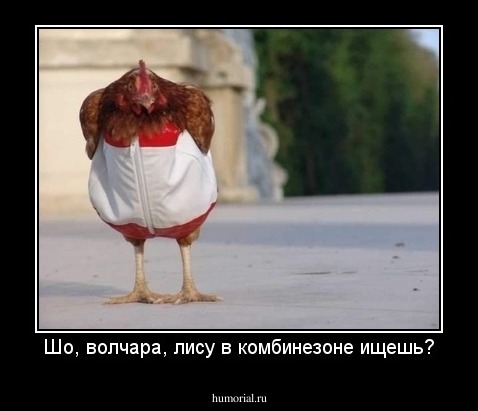 Шо, волчара, лису в комбинезоне ищешь?