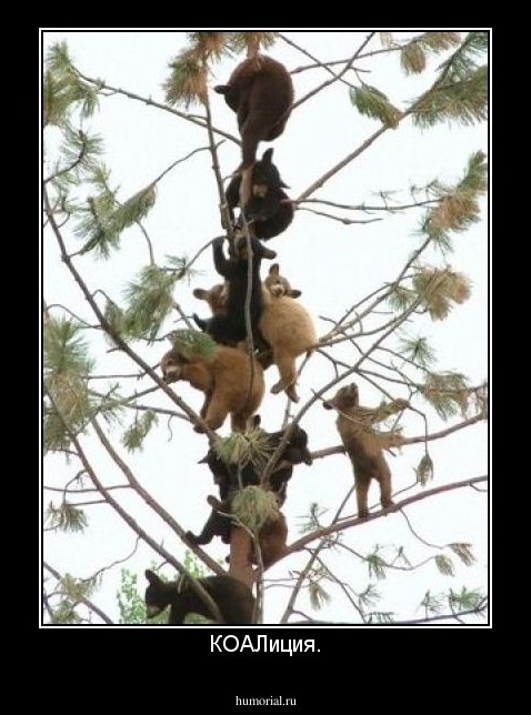 КОАЛиция.