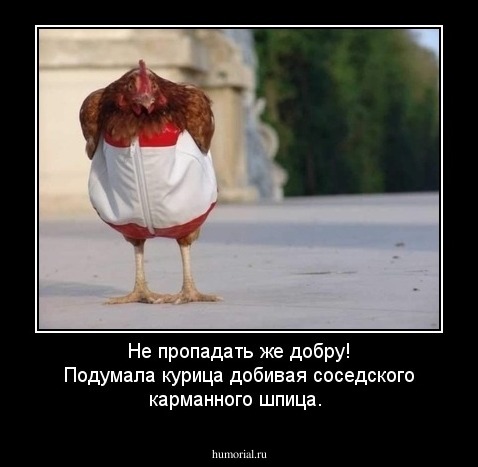 Не пропадать же добру! Подумала курица добивая соседского карманного шпица.