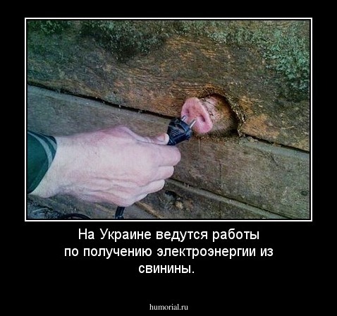 На  Украине  ведутся  работы  по  получению  электроэнергии  из  свинины.