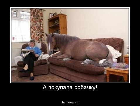А покупала собачку!
