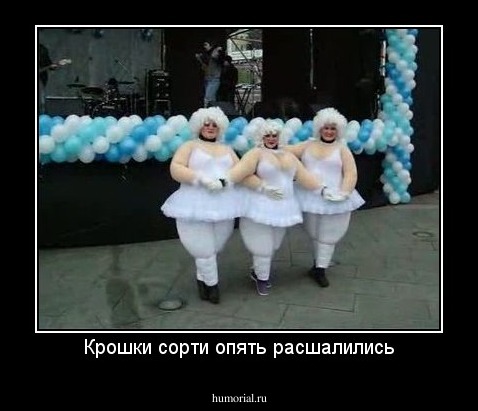 Крошки сорти опять расшалились