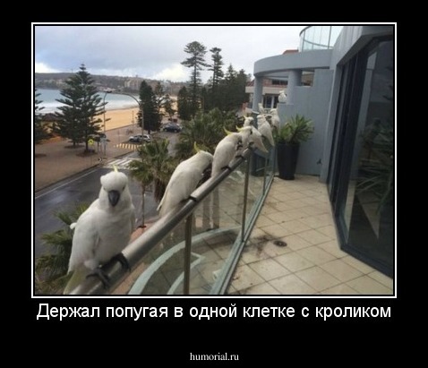 Держал попугая в одной клетке с кроликом