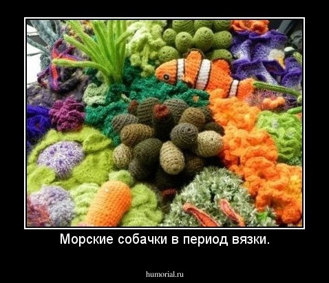 Морские собачки в период вязки.