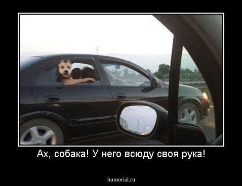 Ах, собака! У него всюду своя рука!