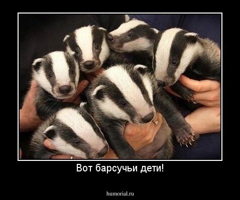 Вот барсучьи дети!