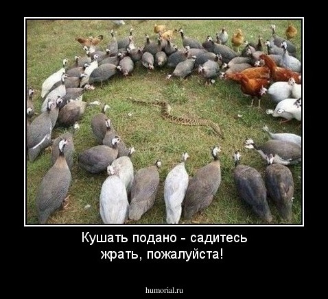 Кушать подано - садитесь жрать, пожалуйста!