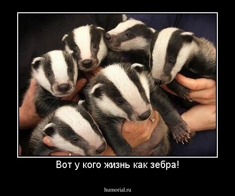 Вот у кого жизнь как зебра!