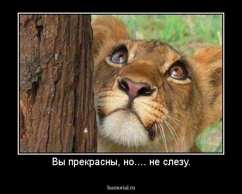 Вы прекрасны, но.... не слезу.