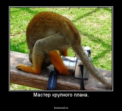Мастер крупного плана.