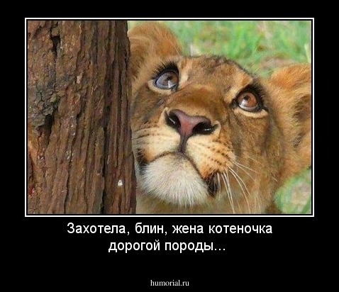 Захотела, блин, жена котеночка дорогой породы...