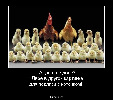-А где еще двое?
-Двое в другой картинке для подписи с котенком!