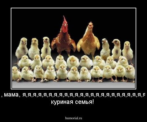Папа, мама, я,я,я,я,я,я,я,я,я,я,я,я,я,я,я,я,я,я,я,я,я,я,я,я,я,я - куриная семья!
