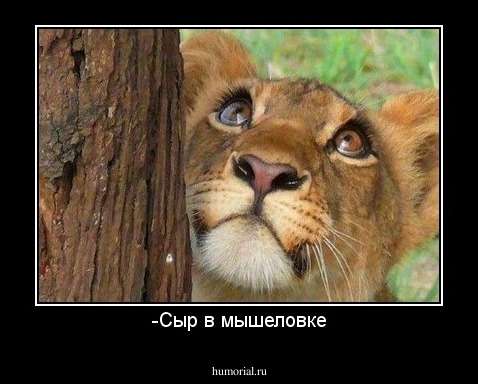 -Сыр в мышеловке