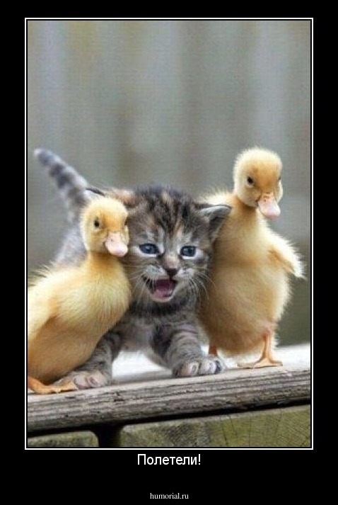 Полетели!