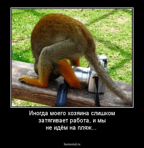 Иногда моего хозяина слишком затягивает работа, и мы не идём на пляж...