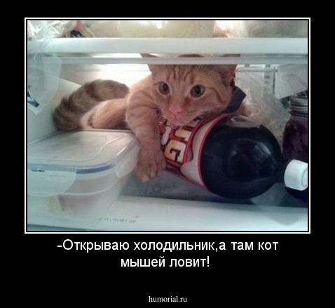 -Открываю холодильник,а там кот мышей ловит!