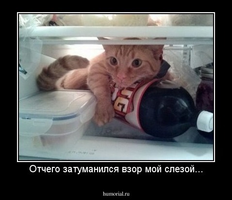 Отчего затуманился взор мой слезой...