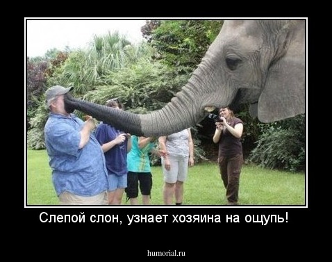 Слепой слон, узнает хозяина на ощупь! 