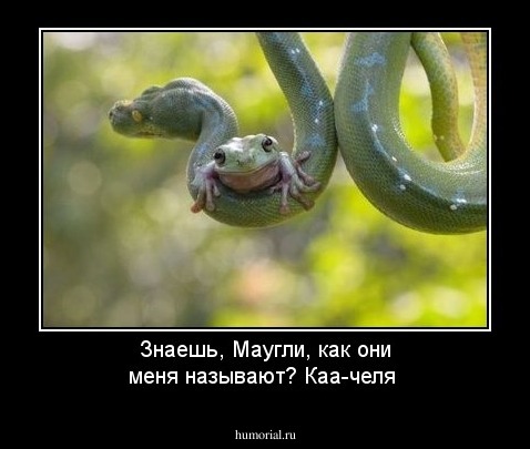 Знаешь, Маугли, как они меня называют? Каа-челя