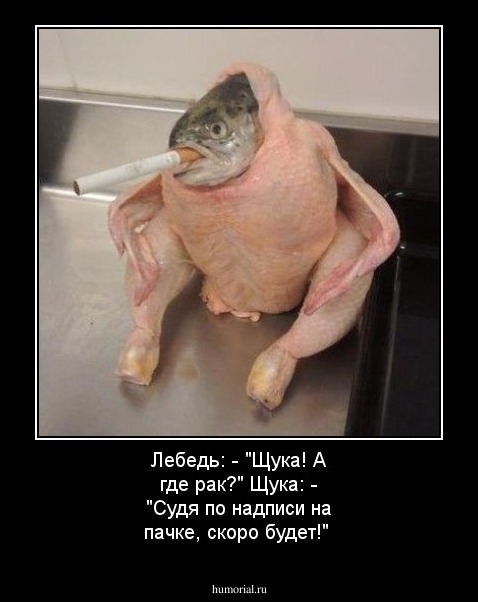 Лебедь: - "Щука! А где рак?" Щука: - "Судя по надписи на пачке, скоро будет!"