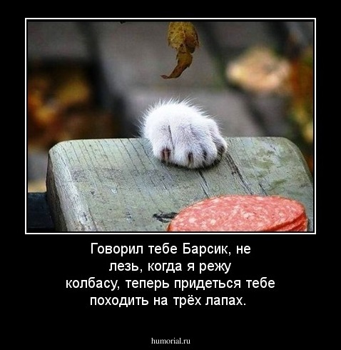 Говорил тебе Барсик, не лезь, когда я режу колбасу, теперь придеться тебе походить на трёх лапах.