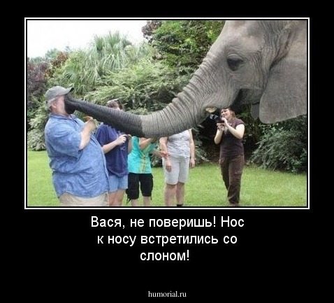 Вася, не поверишь! Нос к носу встретились со слоном!