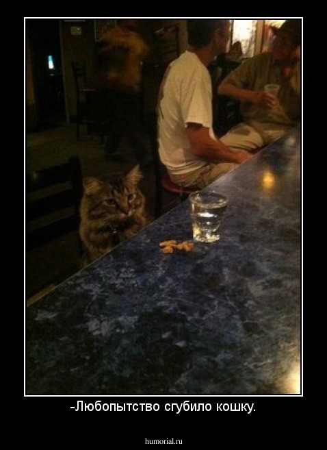 -Любопытство сгубило кошку.
