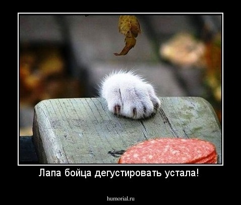 Лапа бойца дегустировать устала! 