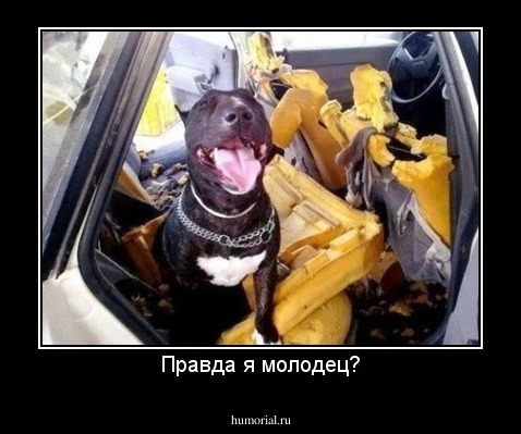 Правда я молодец?