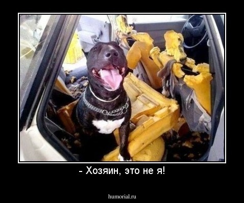 - Хозяин, это не я!