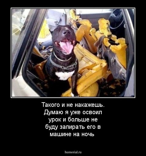 Такого и не накажешь. Думаю я уже освоил урок и больше не буду запирать его в машине на ночь 